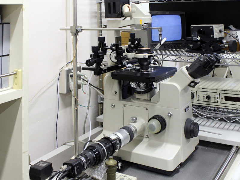 光学顕微鏡にI・I-CCDカメラを組み合わせた例